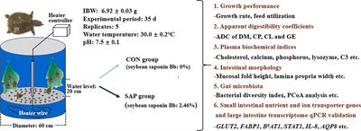 Effect of dietary soybean saponin Bb on the growth performance, intestinal nutrient absorption, morphology, microbiota, and immune response in juvenile Chinese soft-shelled turtle (Pelodiscus sinensis)